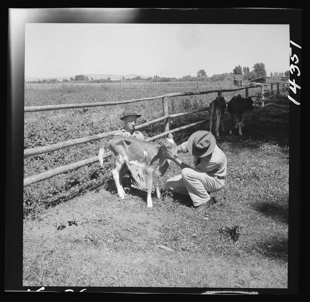 Veterinary advising on care and health of young calves. Fremont County, Idaho. Sourced from the Library of Congress.