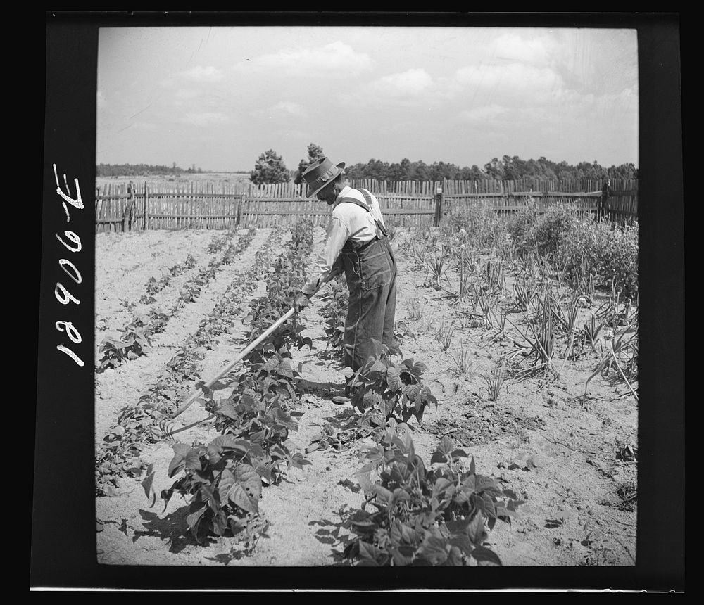 Greene County, Georgia. Farm security administration client in his home garden.. Sourced from the Library of Congress.