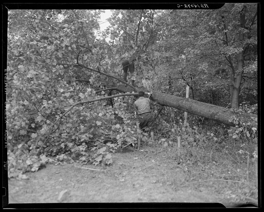 [Untitled photo, possibly related to: Earliest stages of land clearing at Greenbelt, Maryland]. Sourced from the Library of…