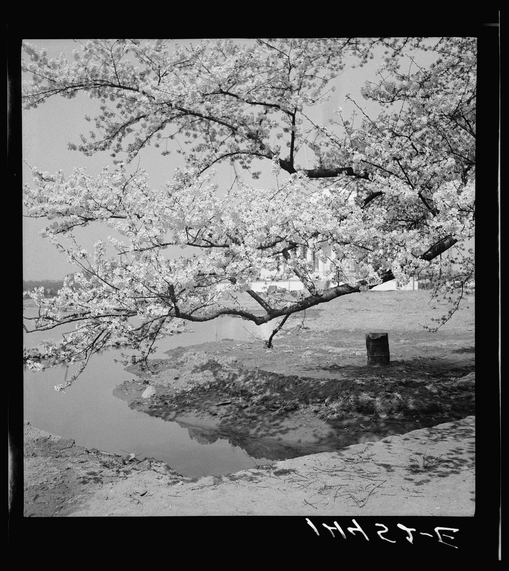[Untitled photo, possibly related to: Cherry blossoms over the Tidal Basin. Washington, D.C.]. Sourced from the Library of…