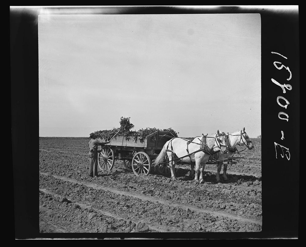 Loading wagon with sugar beets. Colorado. Sourced from the Library of Congress.