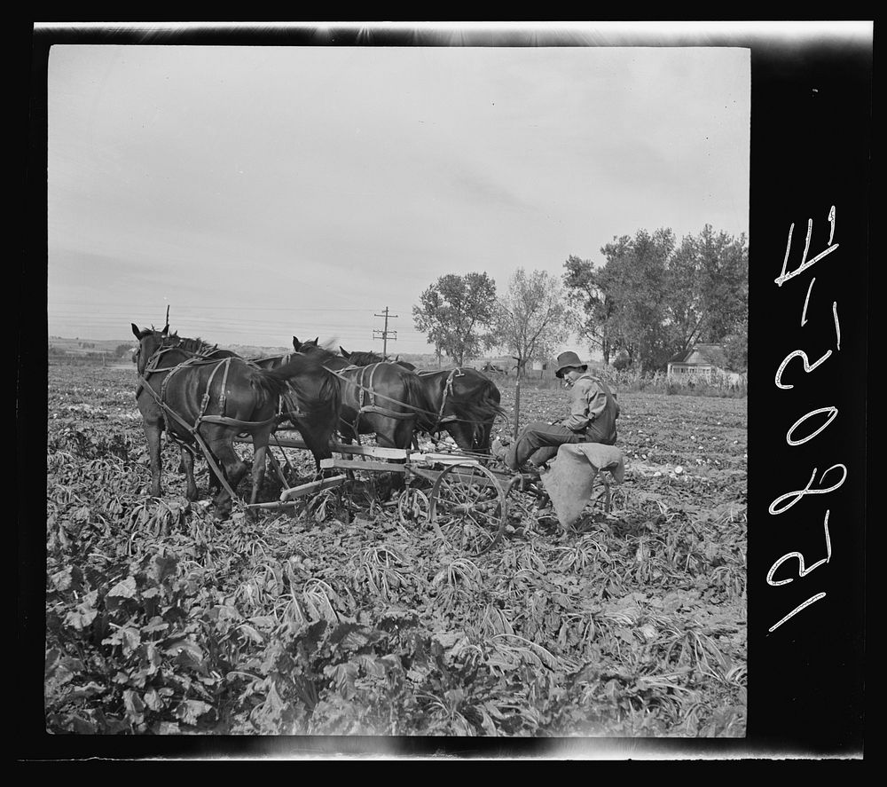 Sugar beet worker. Colorado. Sourced from the Library of Congress.
