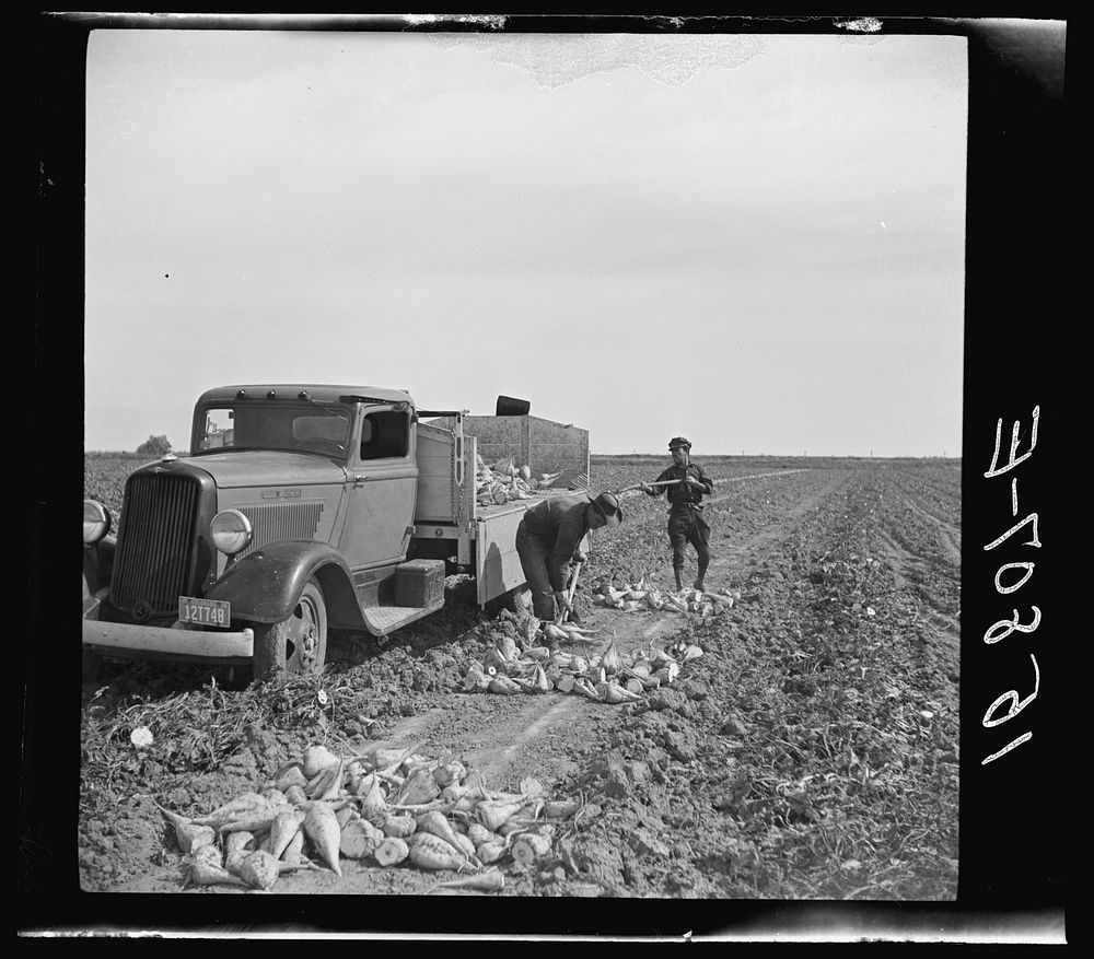 Loading wagon with sugar beets. Colorado. Sourced from the Library of Congress.