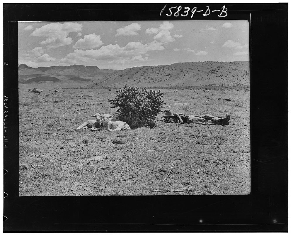 Mexican boy, sheepherder, enjoying siesta. Ranch in Las Animas County, Colorado. Sourced from the Library of Congress.