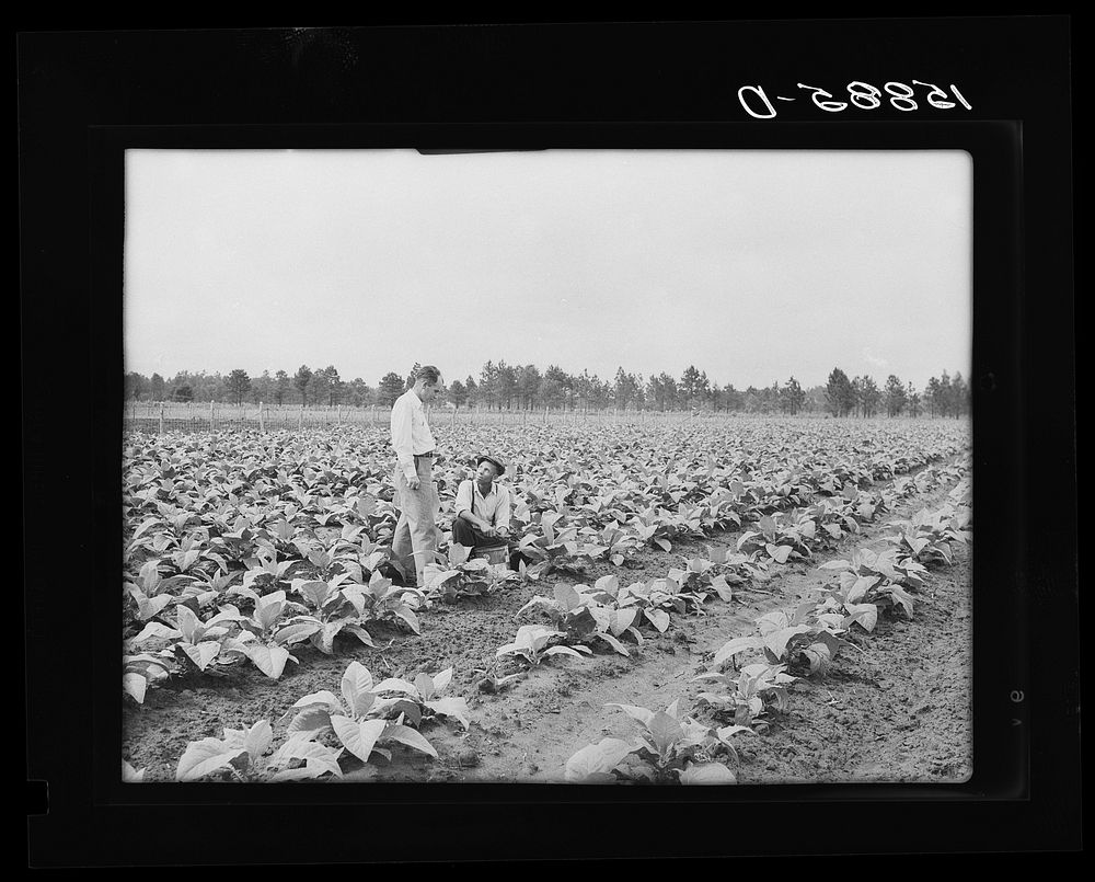 Mr. Locklear with community manager in tobacco field. Pembroke Farms, North Carolina. Sourced from the Library of Congress.