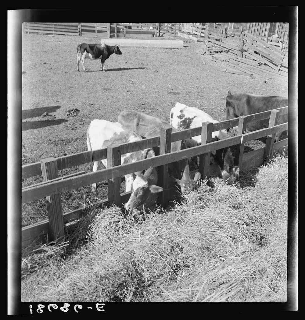 [Dimotakis family farm, Manteca, California]. Sourced from the Library of Congress.