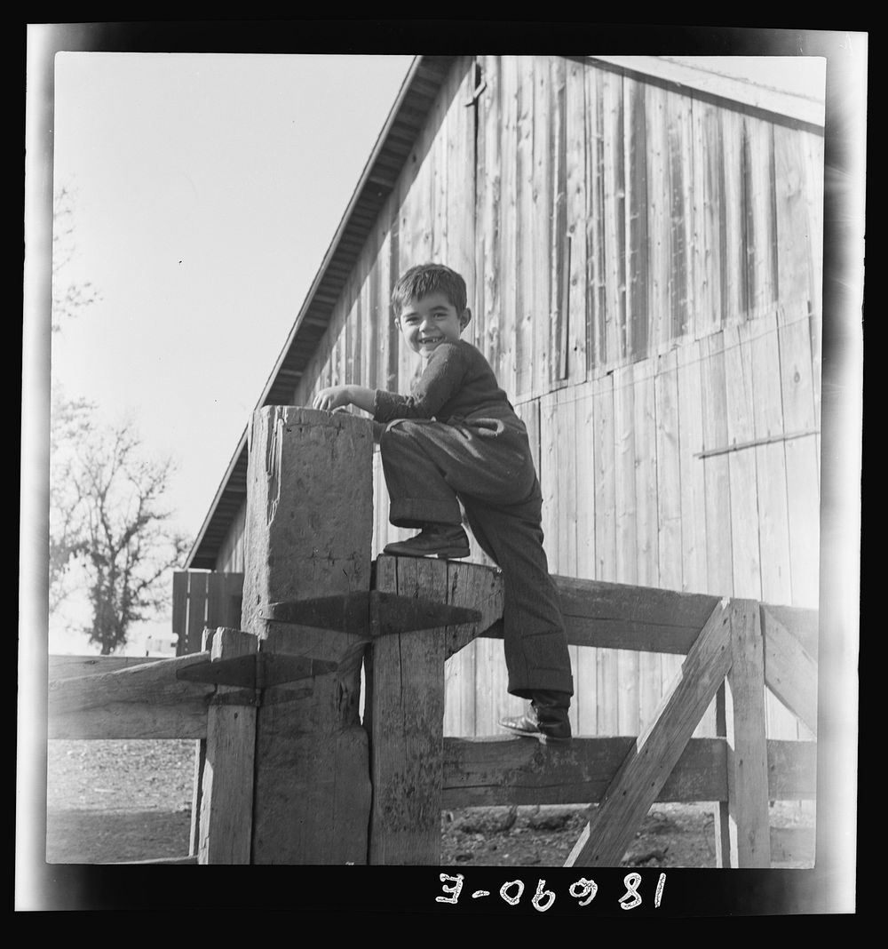 [George Dimotakis at barn on his family farm, Manteca, California]. Sourced from the Library of Congress.