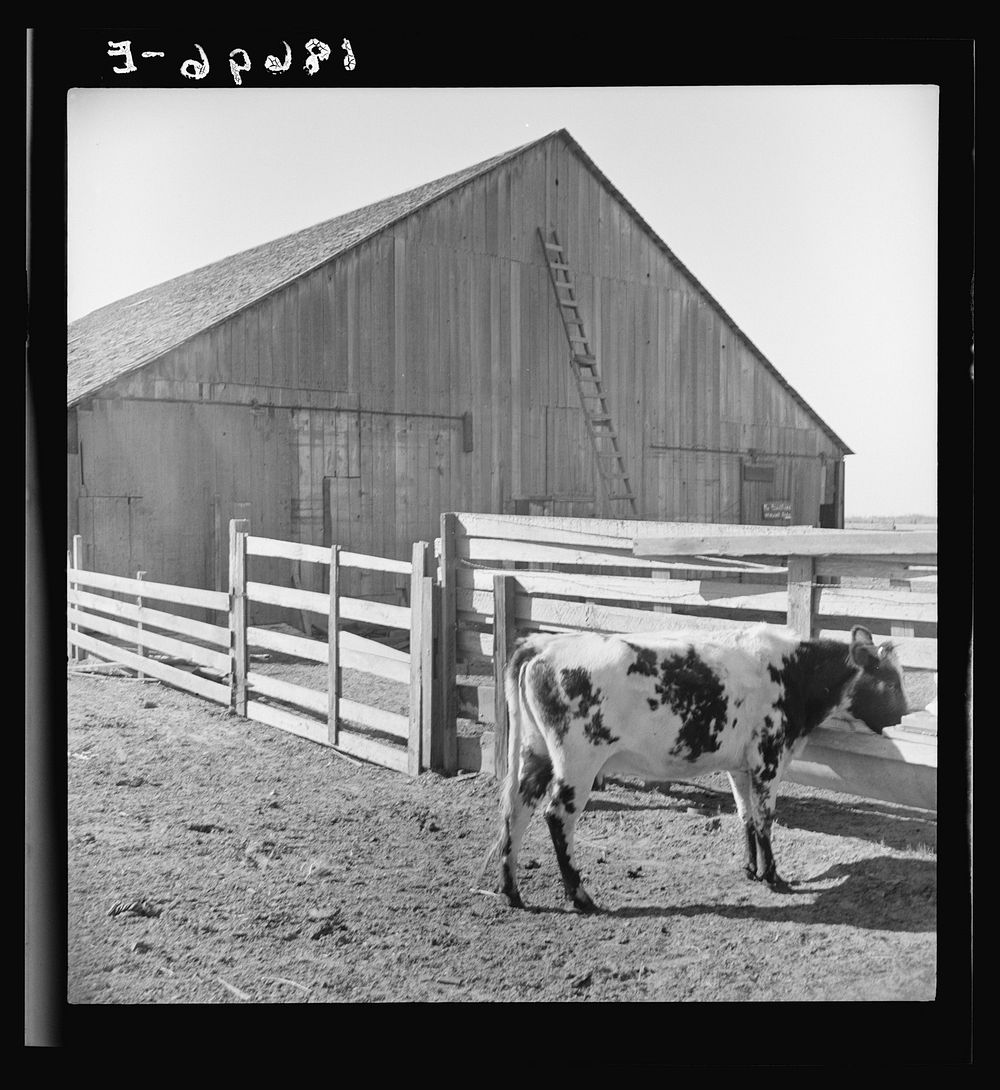 [Barn and cow on Dimotakis family farm, Manteca, California]. Sourced from the Library of Congress.