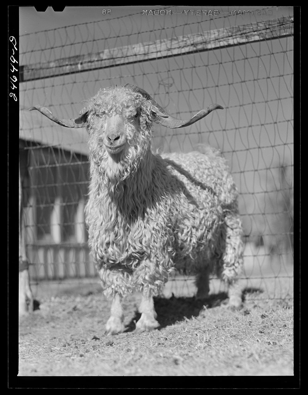 [Untitled photo, possibly related to: College Station, Texas. Texas Agricultural and Mechanical College. Goats]. Sourced…