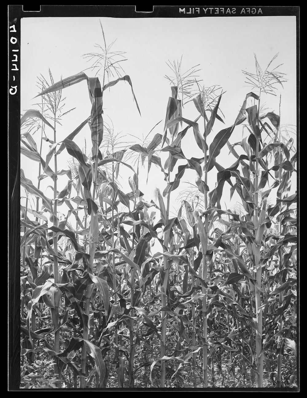 [Untitled photo, possibly related to: Lititz (vicinity), Lancaster County, Pennsylvania. Corn field on the farm of C.F.…