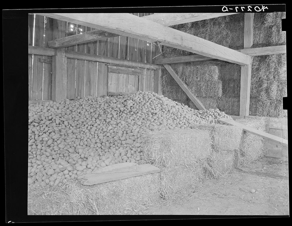 Lancaster County, Pennsylvania. Potatos and hay in the barn on the Enos Royer farm. Sourced from the Library of Congress.