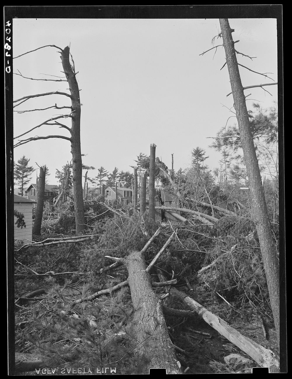 New England hurricane. Pine wood lot near North Brookfield, Massachusetts. Sourced from the Library of Congress.