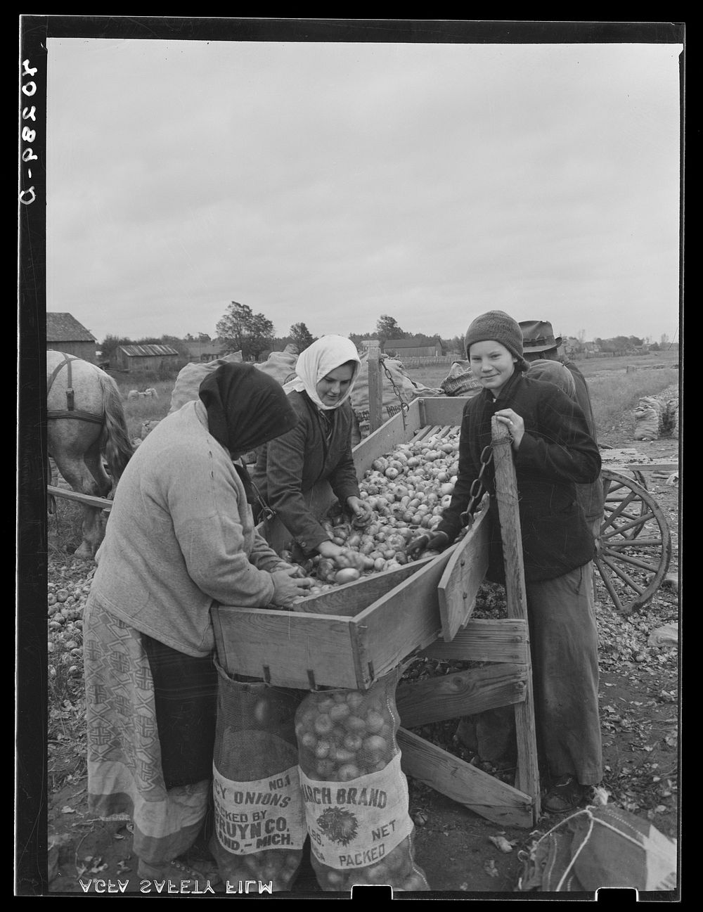 New England hurricane. Salvaging onions near Hadley, Massachusetts. Sourced from the Library of Congress.