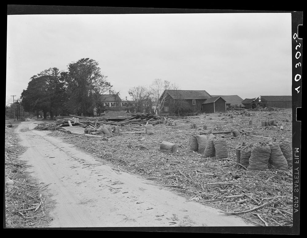 New England hurricane. Onions, corn, and a mixture of debris brought in by the Connecticut River flood near Northampton…