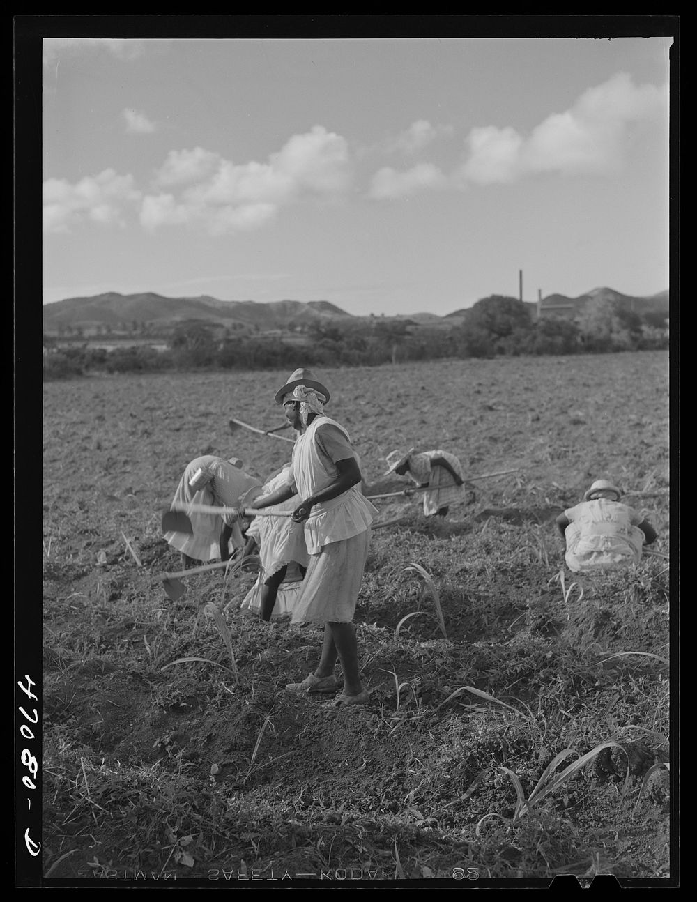 Bethlehem, Saint Croix Island, Virgin Islands (vicinity). Cultivating sugar cane on the Virgin Islands Company land. Sourced…