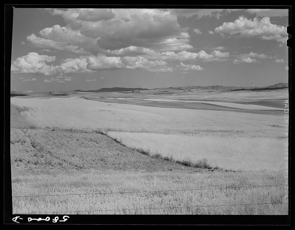 [Untitled photo, possibly related to: Montana wheat fields]. Sourced from the Library of Congress.