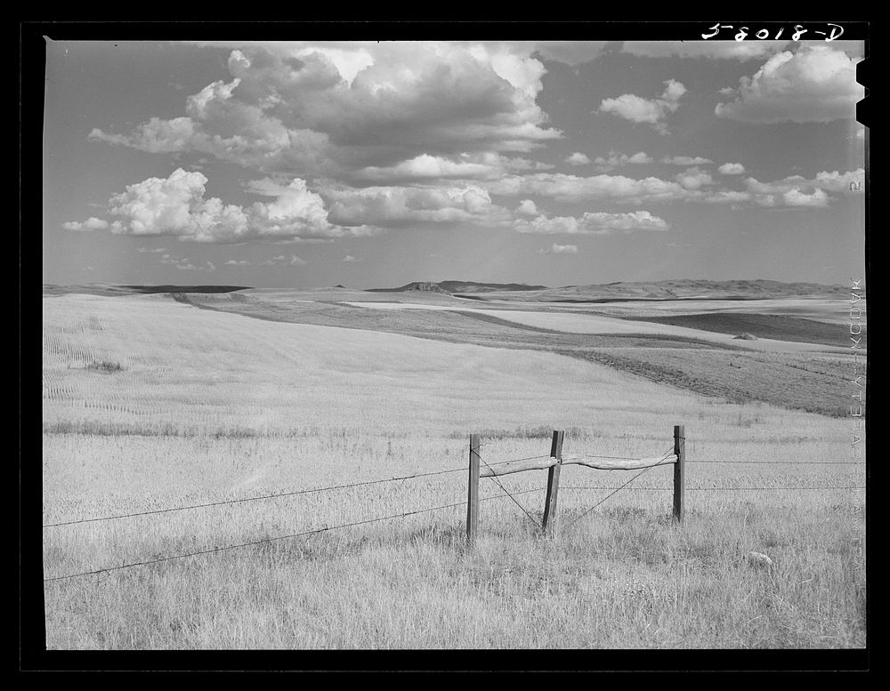 Montana wheat fields. Sourced from the Library of Congress.
