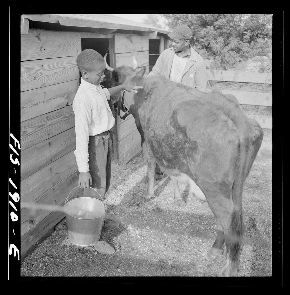 Newport News, Virginia.  shipyard worker and one of his sons going to milk. Sourced from the Library of Congress.
