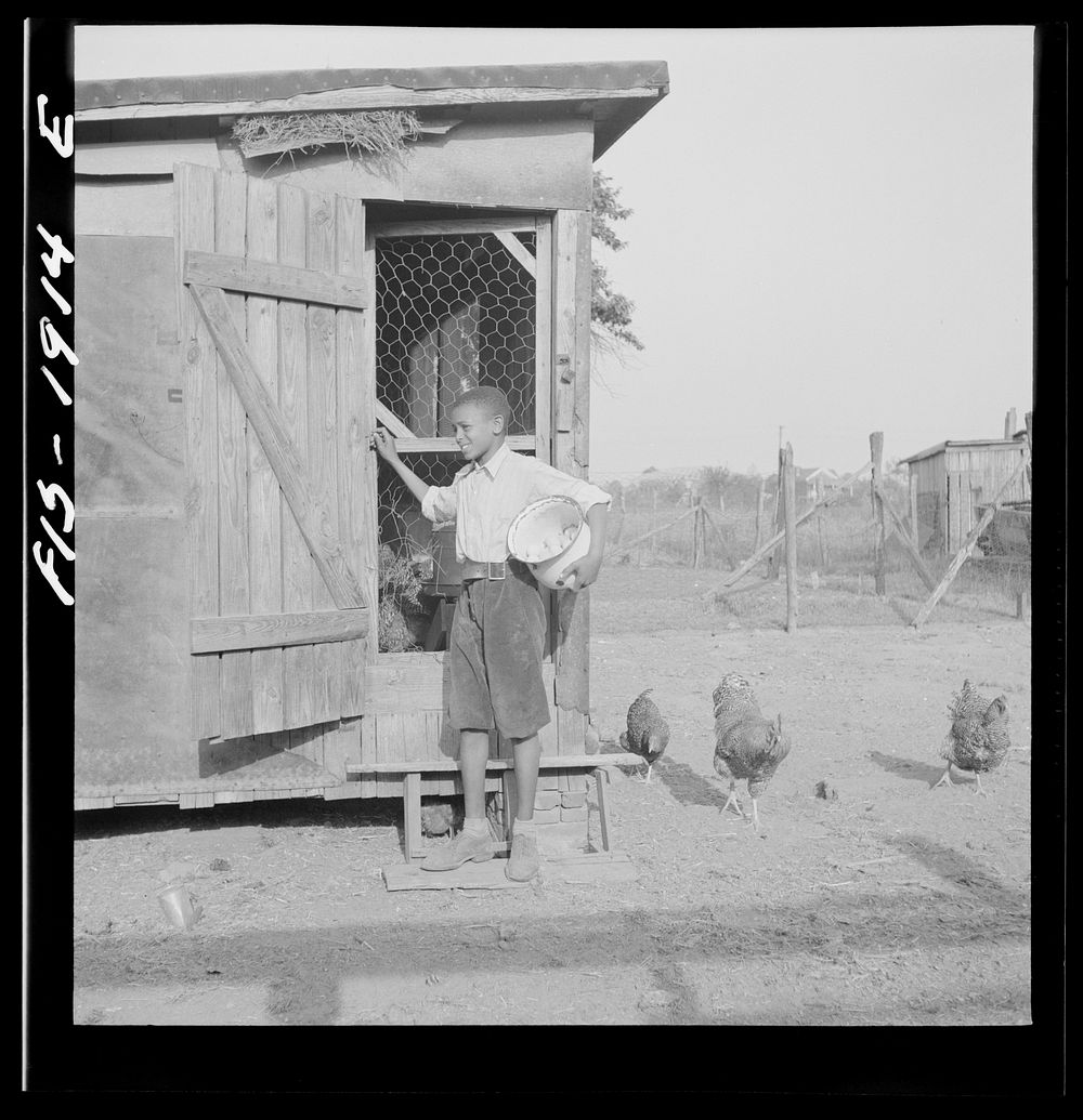 Newport News, Virginia.  shipyard worker's son gathering the eggs. Sourced from the Library of Congress.