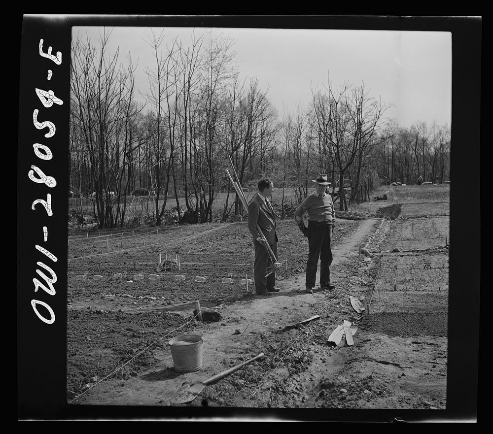 Washington, D.C. Victory gardening in the Northwest section. Sourced from the Library of Congress.
