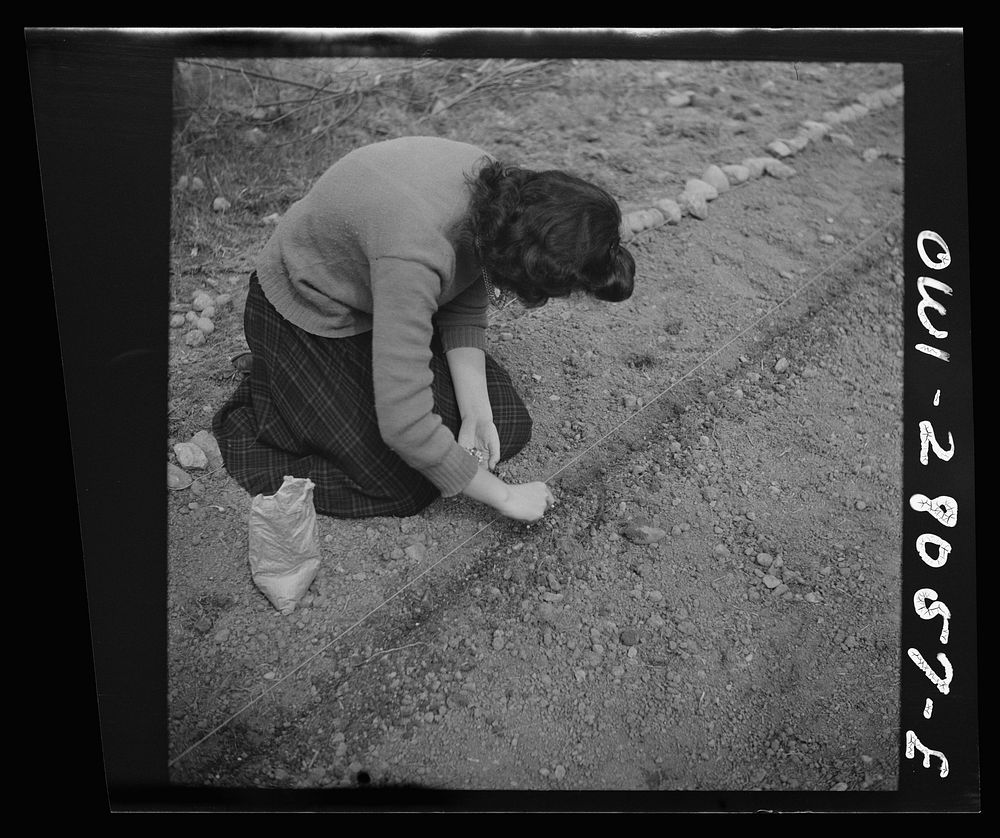 Washington, D.C. Victory gardening in the Northwest section. Sourced from the Library of Congress.