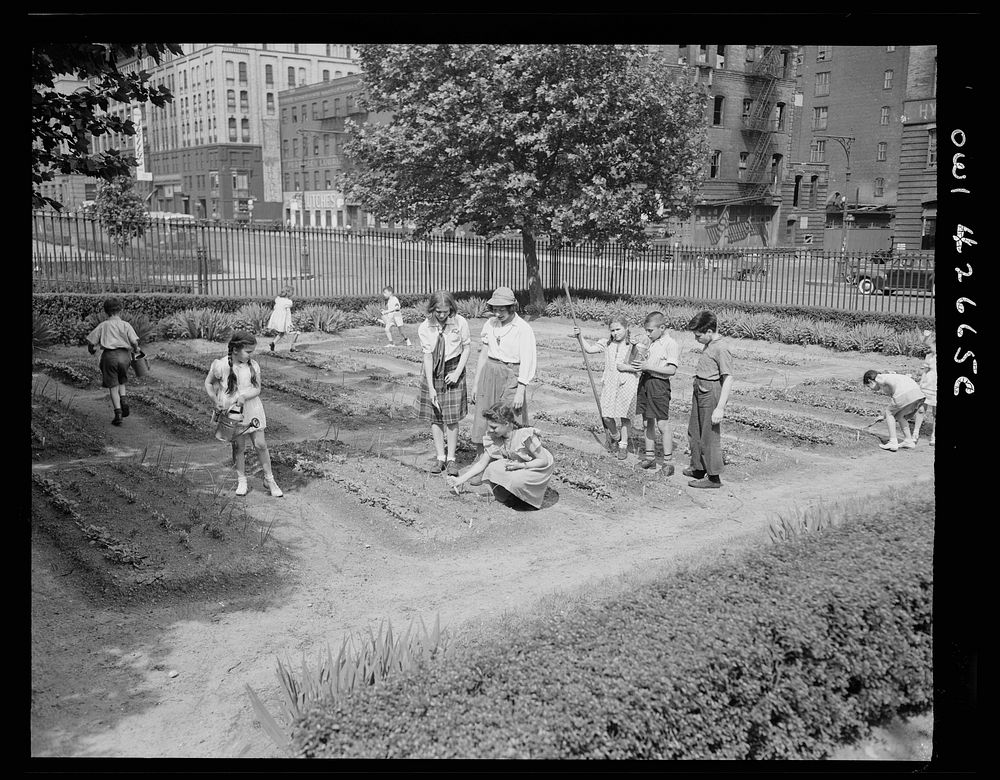 New York, New York. Children's school victory gardens on First Avenue between Thirty-fifth and Thirty-sixth Streets. Sourced…