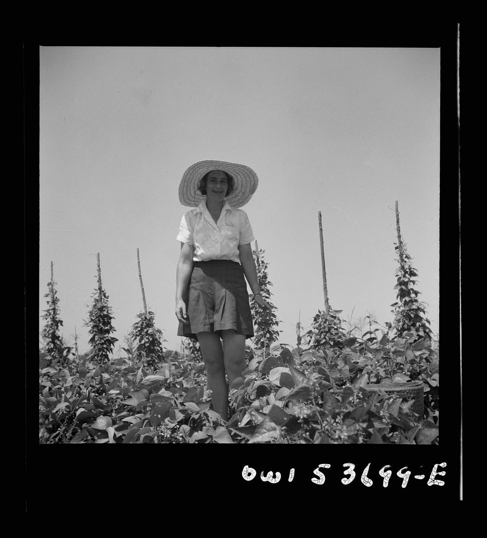 Dresher, Pennsylvania. The wife of the owner of the Spring Run Farm in the truck garden. Sourced from the Library of…