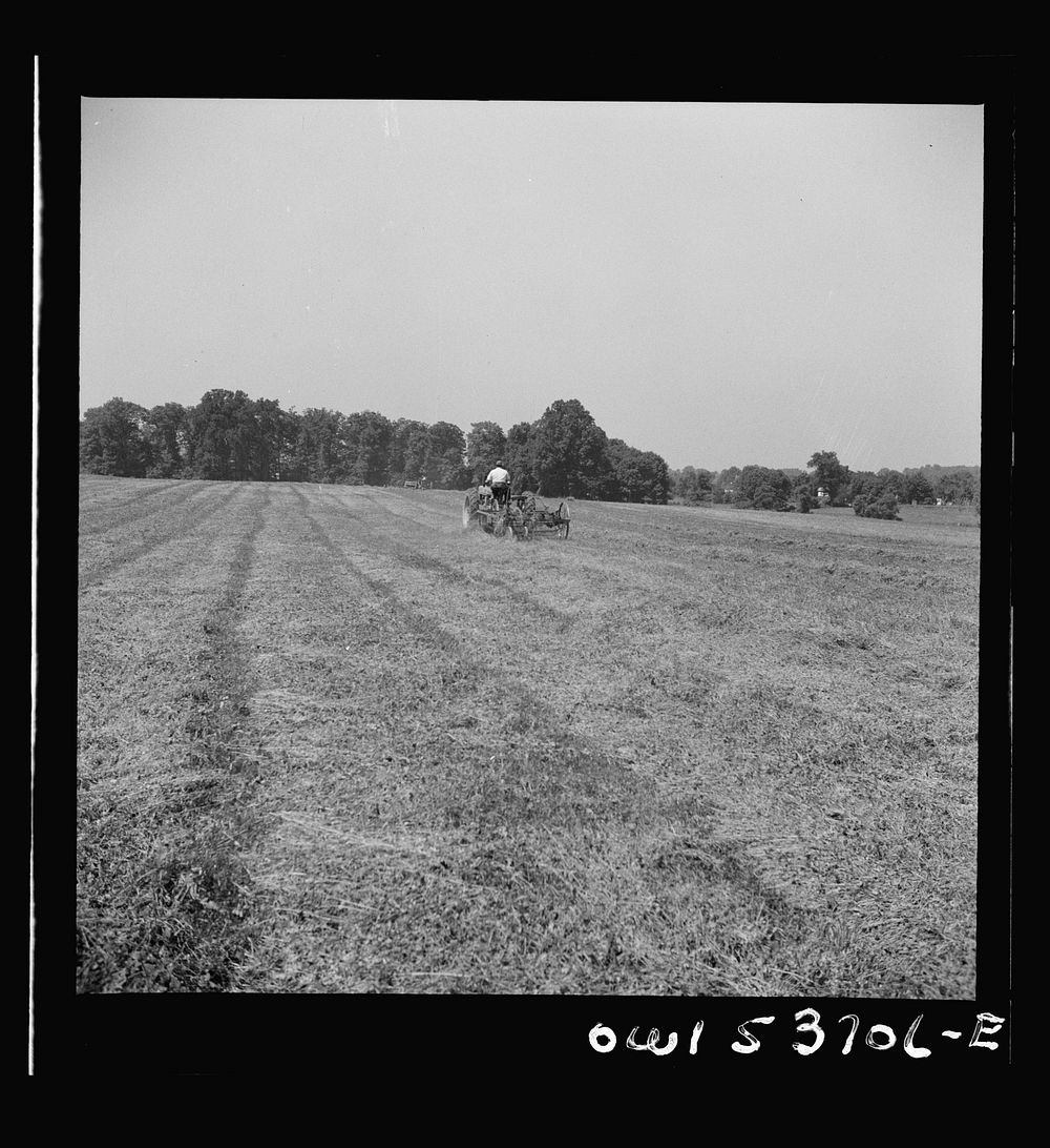 Dresher, Pennsylvania. Raking hay into rows prior to being picked up by baler at the Spring Run Farm. Sourced from the…