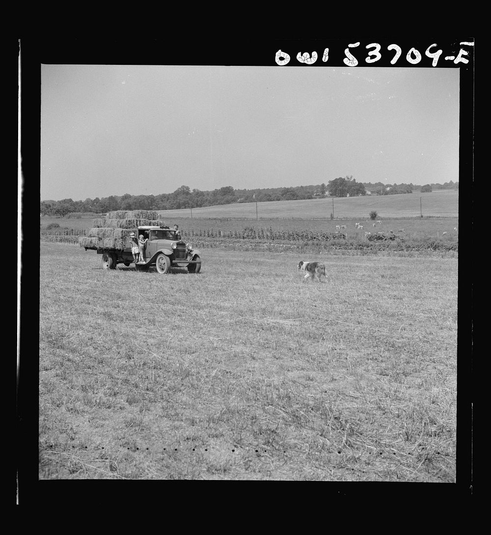 Dresher, Pennsylvania. Driving in a truck which has been loaded with baled hay at the Spring Run Farm. Sourced from the…
