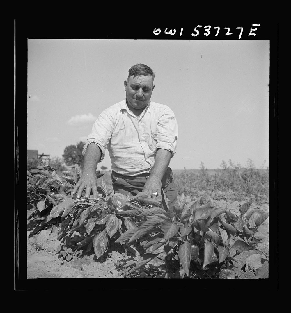 [Untitled photo, possibly related to: Dresher, Pennsylvania. The owner of the Spring Run Farm looking at his pepper plants].…