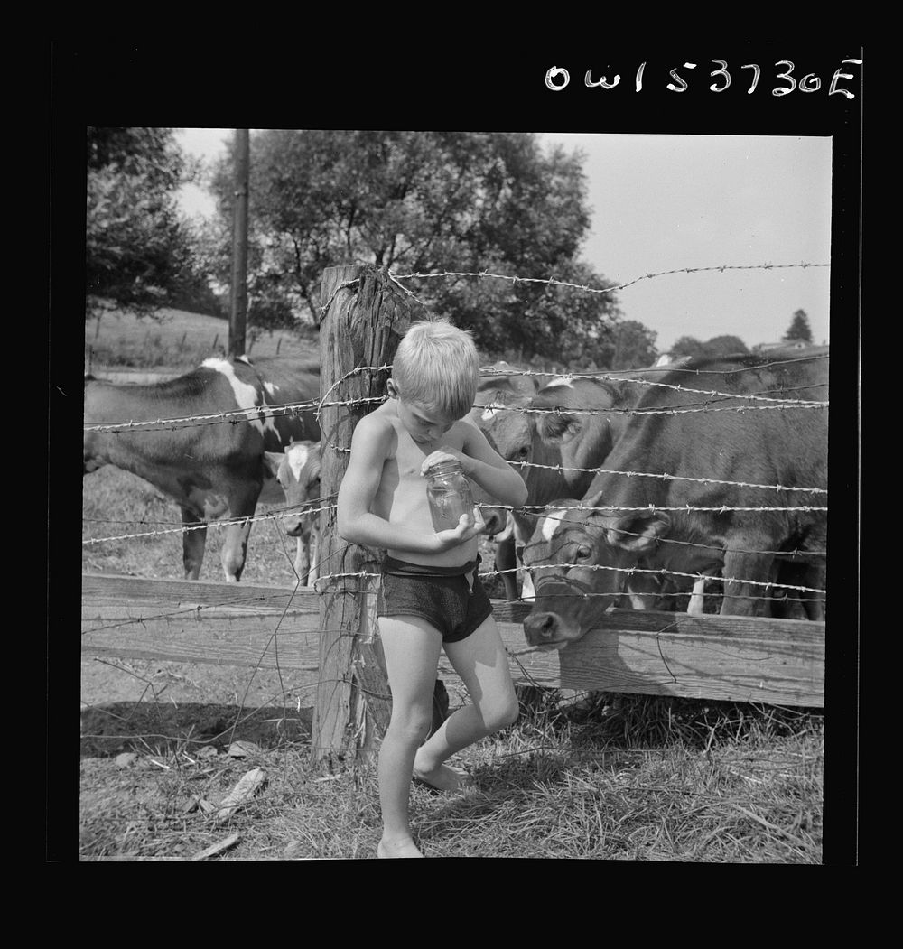 Dresher, Pennsylvania. A boy looking at a frog in a jar at the Spring Run Farm. Sourced from the Library of Congress.