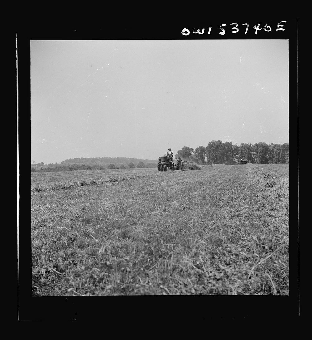 [Untitled photo, possibly related to: Dresher, Pennsylvania. Raking hay into rows prior to being picked up by baler at the…