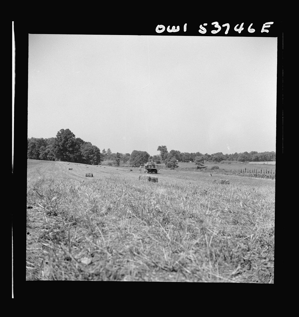 [Untitled photo, possibly related to: Dresher, Pennsylvania. Driving a loaded truck back from the field at the Spring Run…