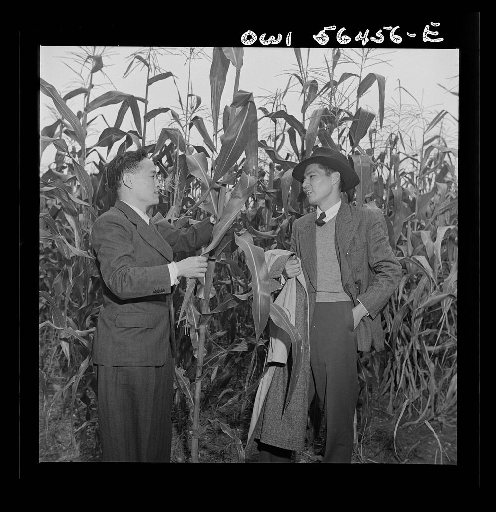 Chinese agricultural experts examining corn plants at University of Maryland experiment station where they are attending…