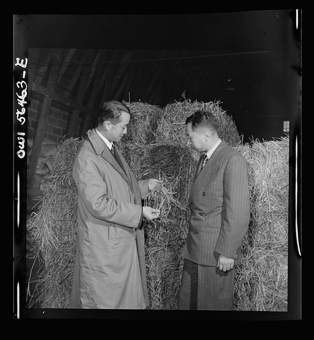 Chinese agricultural experts looking at timothy hay in University of Maryland agricultural school barn. A Chinese group is…