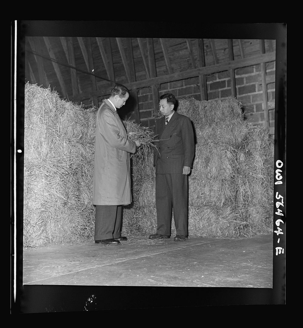 Chinese agricultural experts looking at timothy hay in University of Maryland agricultural school barn. A Chinese group is…
