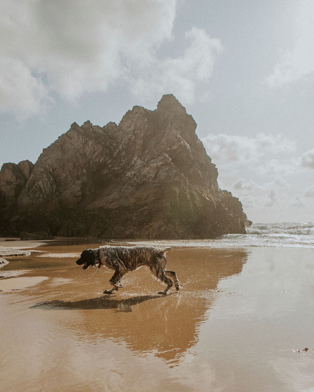 Wet dog enjoying the beach