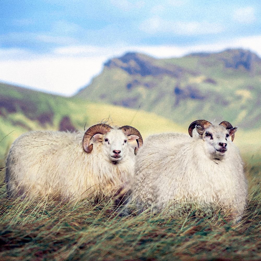 Northern European short-tailed sheeps in Iceland