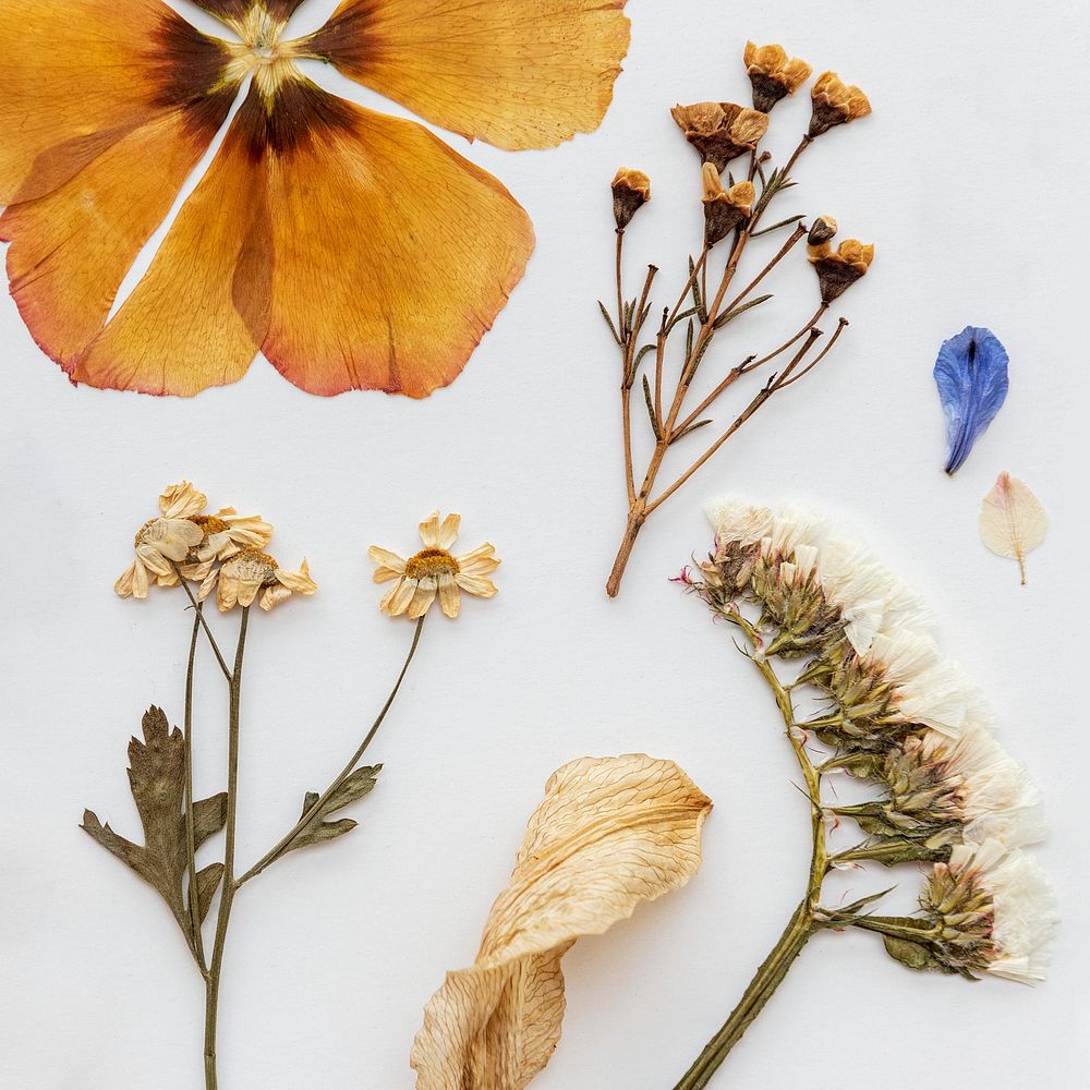 Dried flower collection on a white background