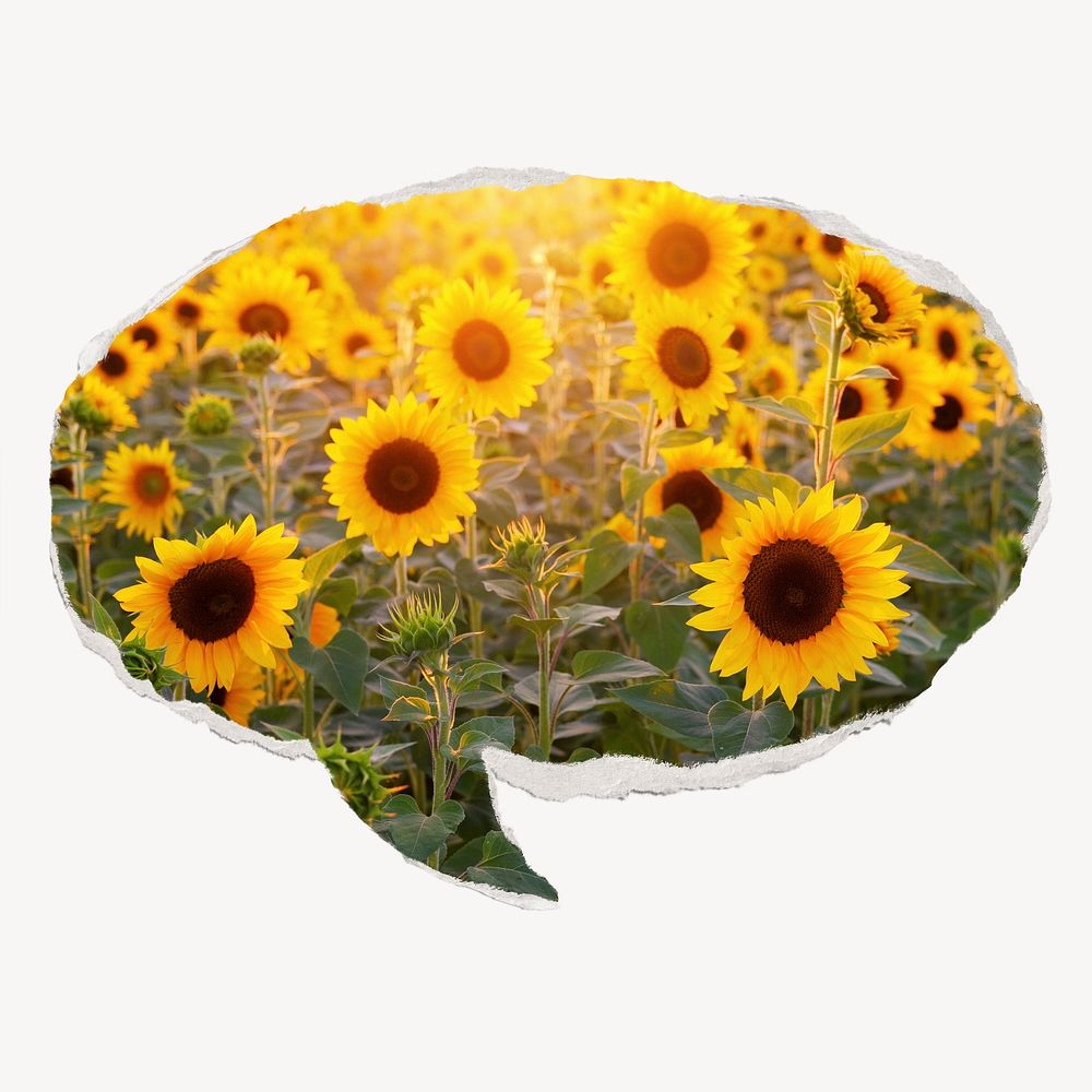 Sunflower field, ripped paper speech bubble, Spring image