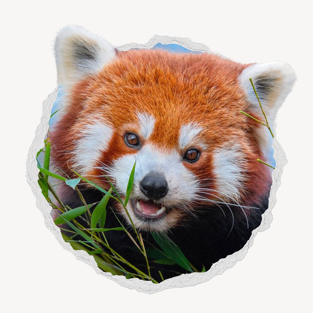 Red panda in ripped badge, animal photo