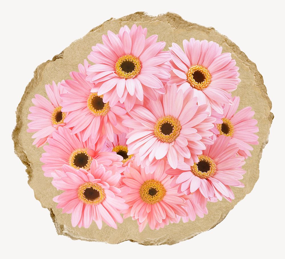 Pink daisy flowers, ripped paper collage element