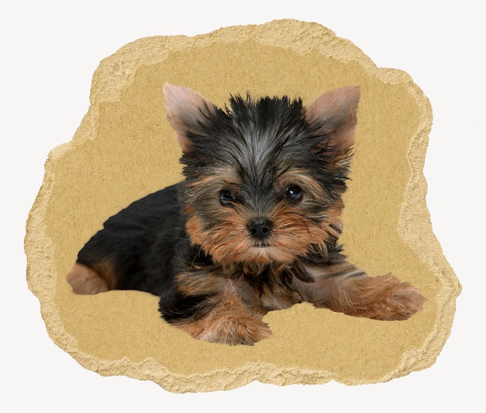 Yorkshire Terrier puppy, ripped paper collage element