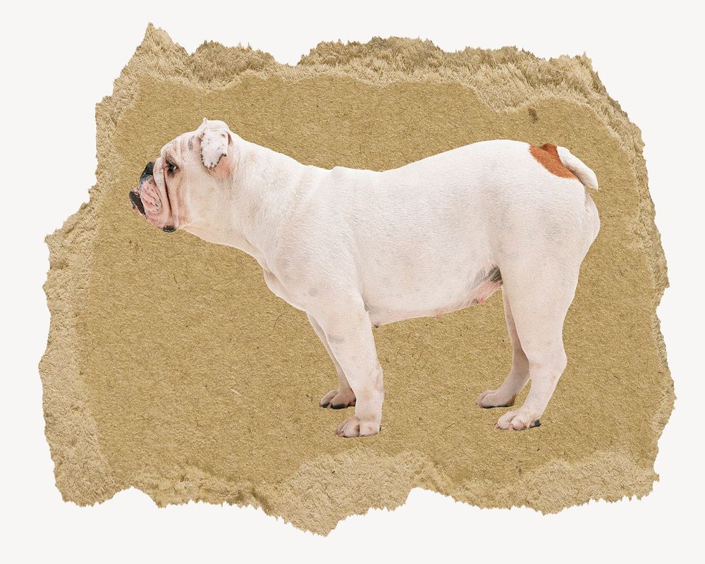 English Bulldog, ripped paper collage element