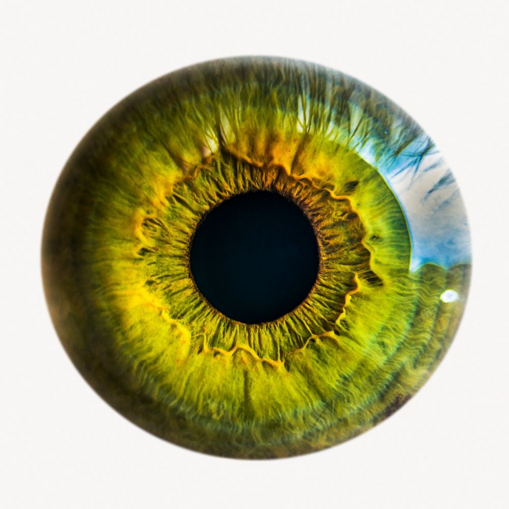 Green eye iris, iridology isolated image