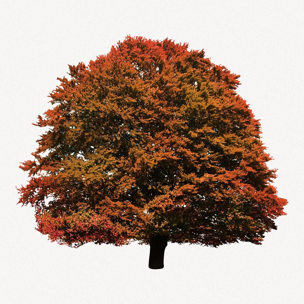 Autumn tree collage element, nature design psd