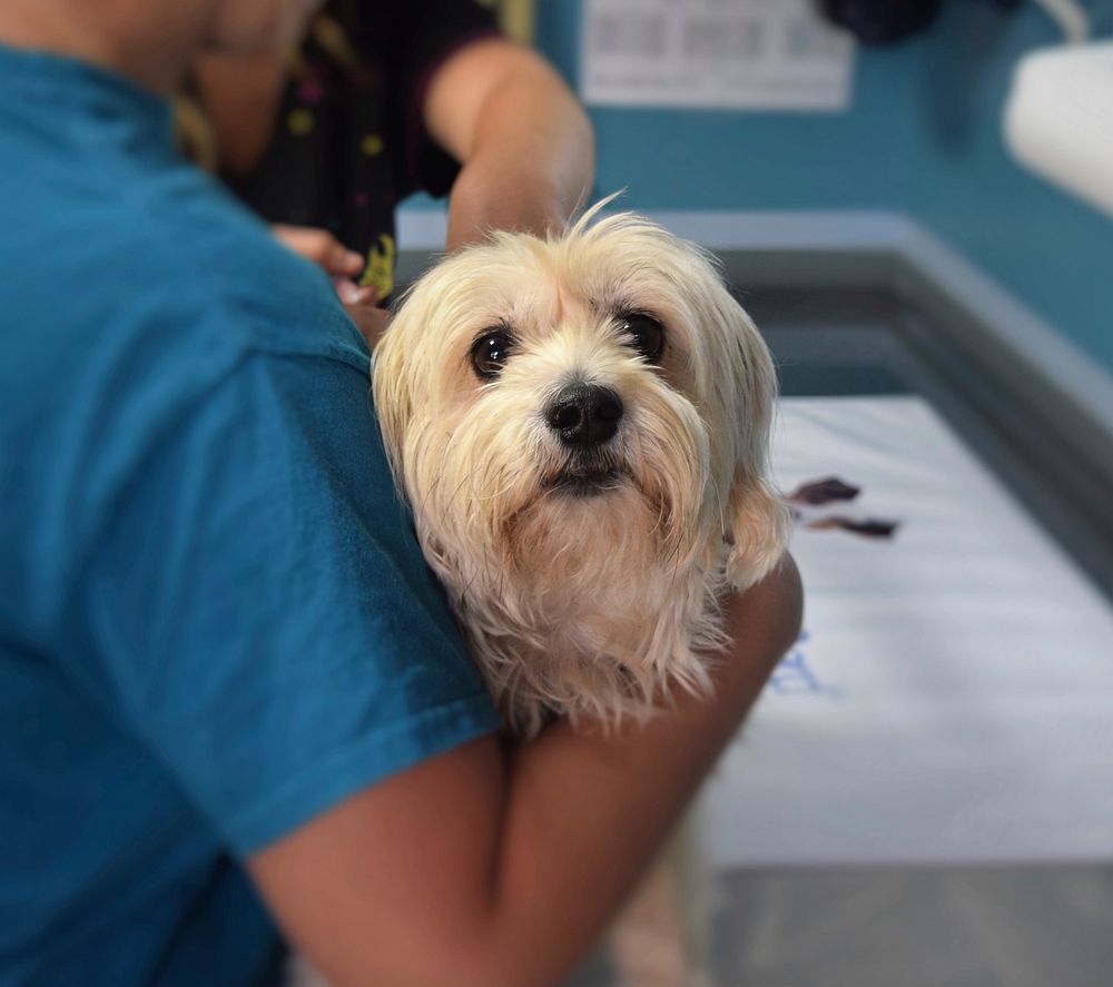 Free yorkshire terrier dog held by veterinarian image, public domain animal CC0 photo.