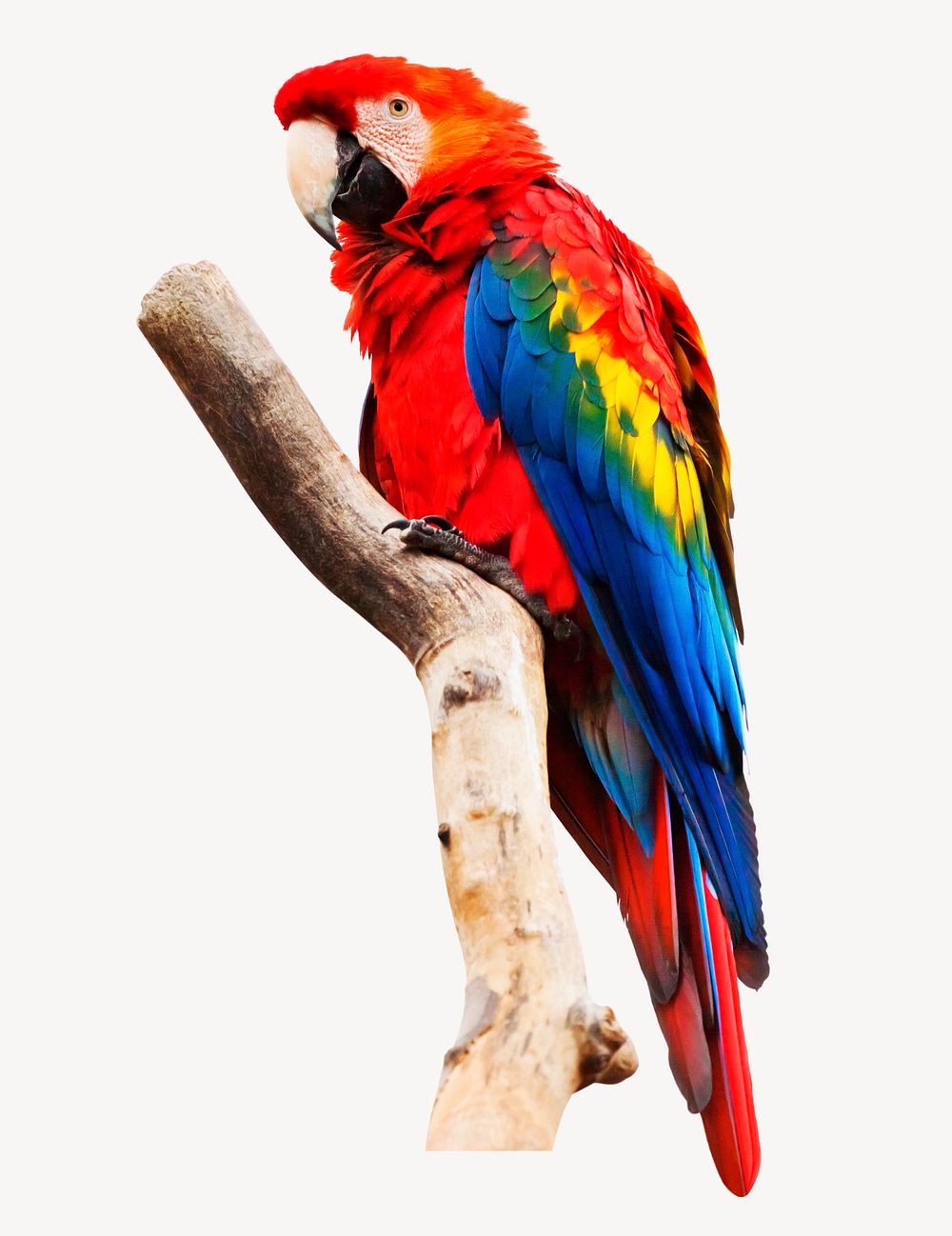 Macaw parrot collage element, bird design psd