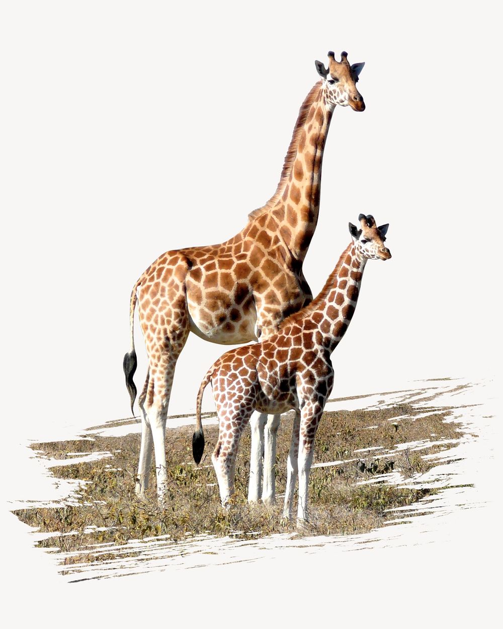 Giraffes sticker, animal photo on white background