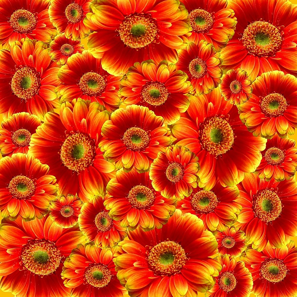 Free orange gerbera image, public domain flower CC0 photo.